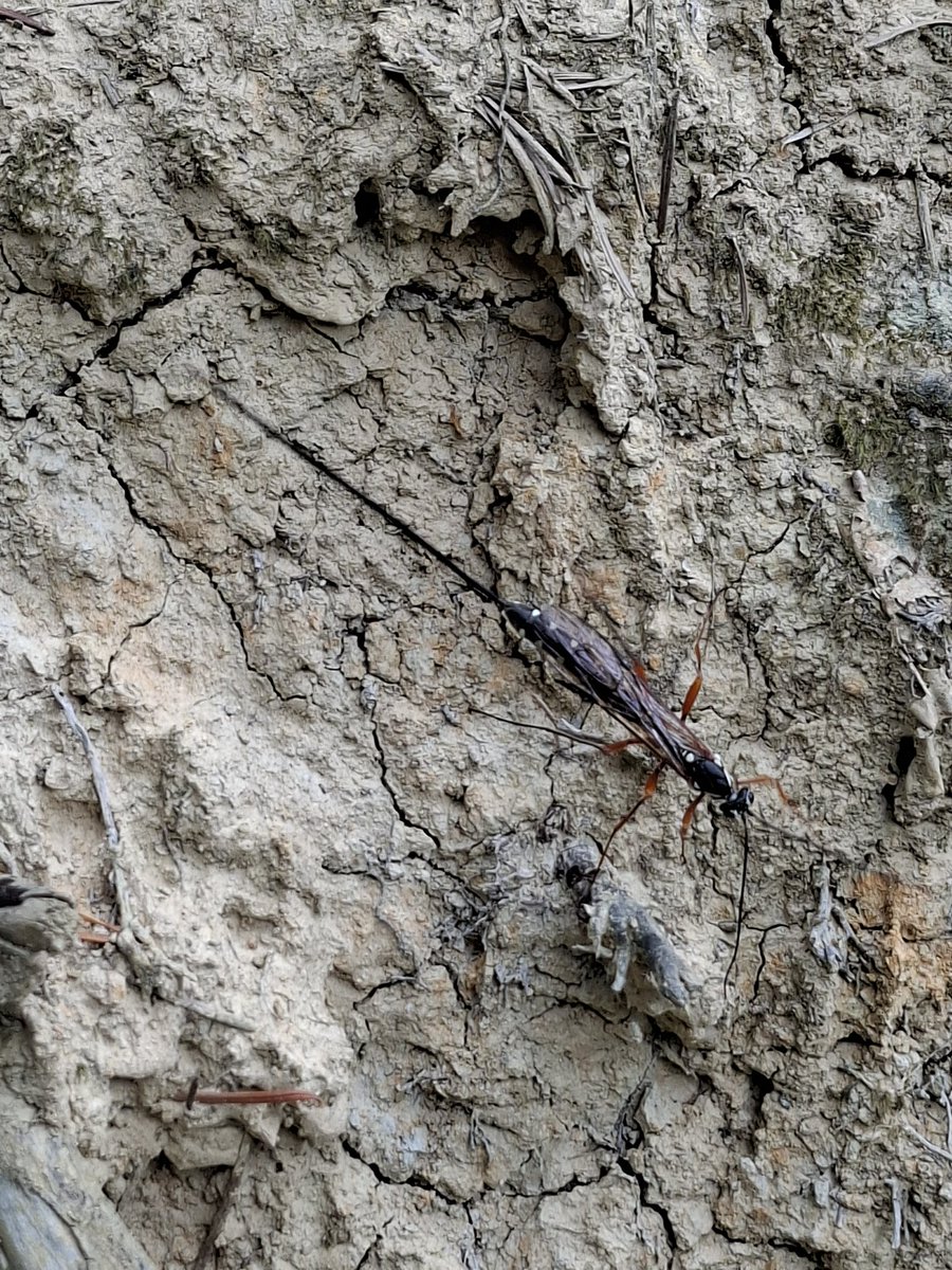 MarkWat06539548's tweet photo. While at @rspbnagshead last Sunday I came across this unusual looking winged insect. Can anyone identify it? https://t.co/SnhHeQy7A6