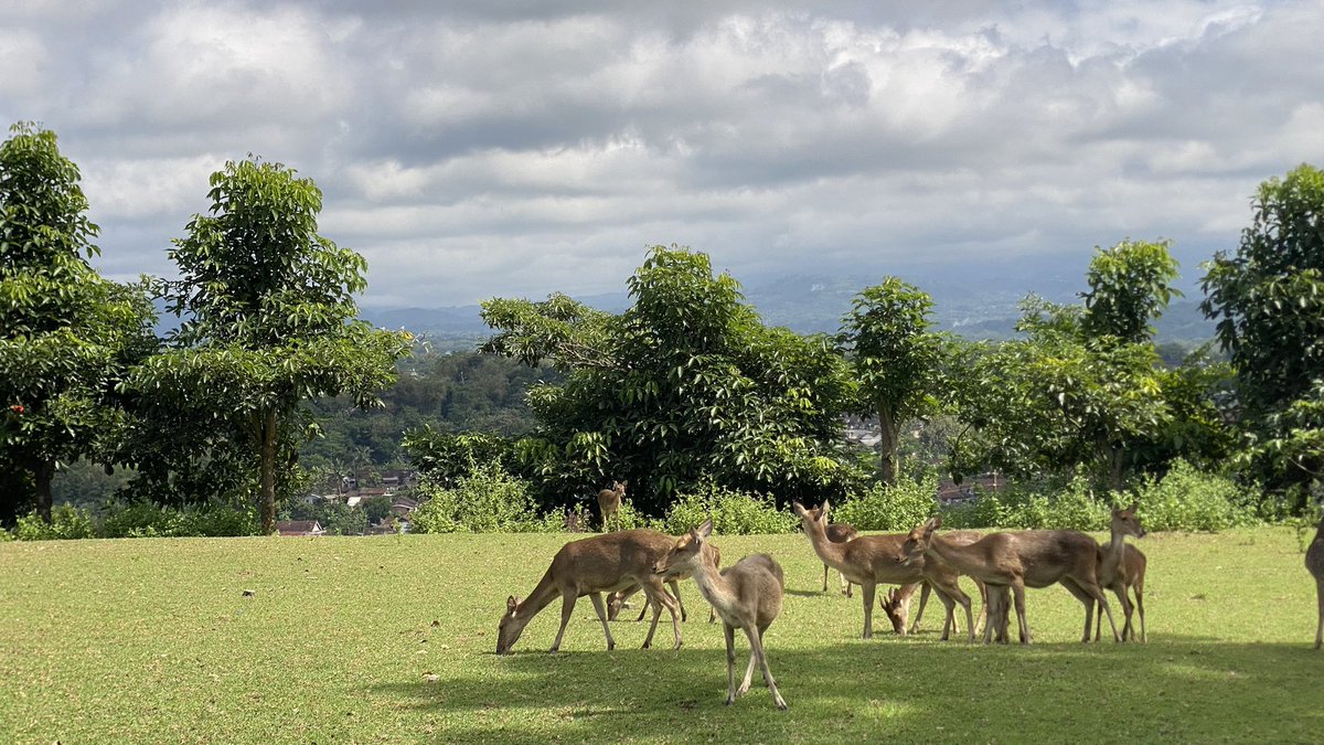 today i walked edisi pulkam di magelang