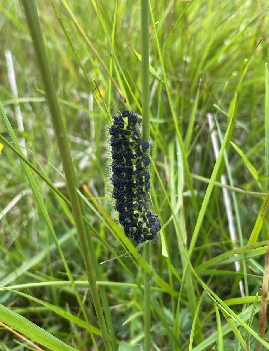 Had some fantastic insect records on <a href="/HerefordshireWT/">Herefordshire Wildlife Trust</a> surveys in the Black Mountain fringes, all locally scarce: Dark green fritillary, small pearl-bordered fritillary, golden-ringed dragonfly and emperor moth <a href="/savebutterflies/">Butterfly Conservation 🦋</a>