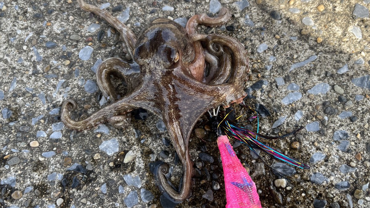 Sablemay's tweet image. リリースサイズだけれどもなんとかタコをキャッチ！どうしてもタコは探ってて飽きてしまうけれどもっと時間かけて探れば釣果上がるかな？