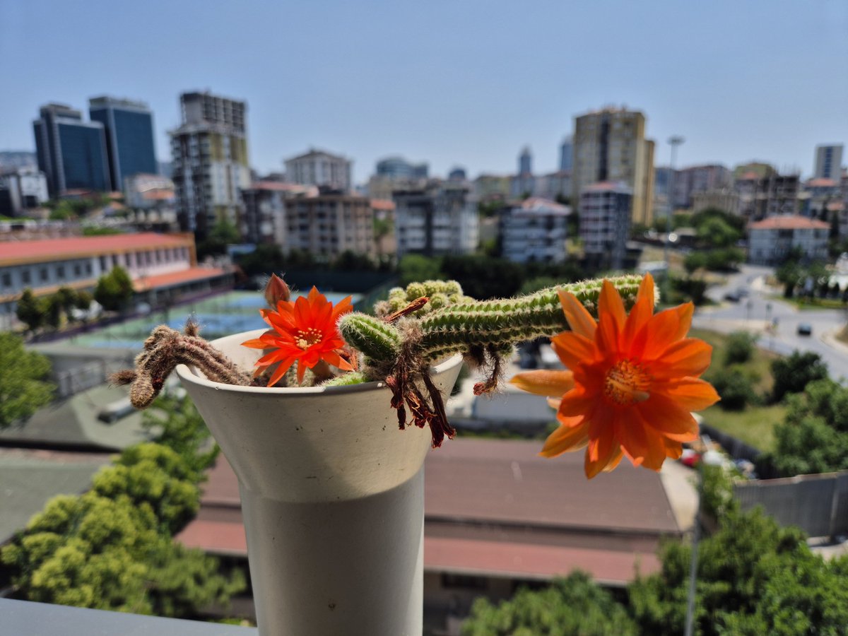 Bizim kaktüs: 

'Her şeyin rengi solmaya başladığında,
Gözlerin yorgunluktan kapandığında,
Bir umut var...' 

dedi ve bir şarkıyla devam etti:

'Yenilince, kovulunca,
Elinde kalanı ucuza satınca,
Beni hatırla.
Kaybedince, kaybolunca,
Sarılıp yılana, dibe vurunca,
Beni hatırla.'