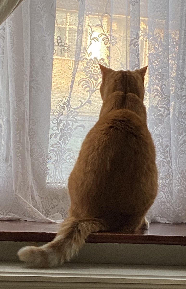 Today we complete our #HedgewatchforBarney 🧡Run free #OTRB🌈 dear furriend and continue to #Hedgewatch those heavenly hedges🌳💚with our dearest furriends who have gone on before🌈❤️ Until we meet again ❤️❤️❤️❤️🐾🐾