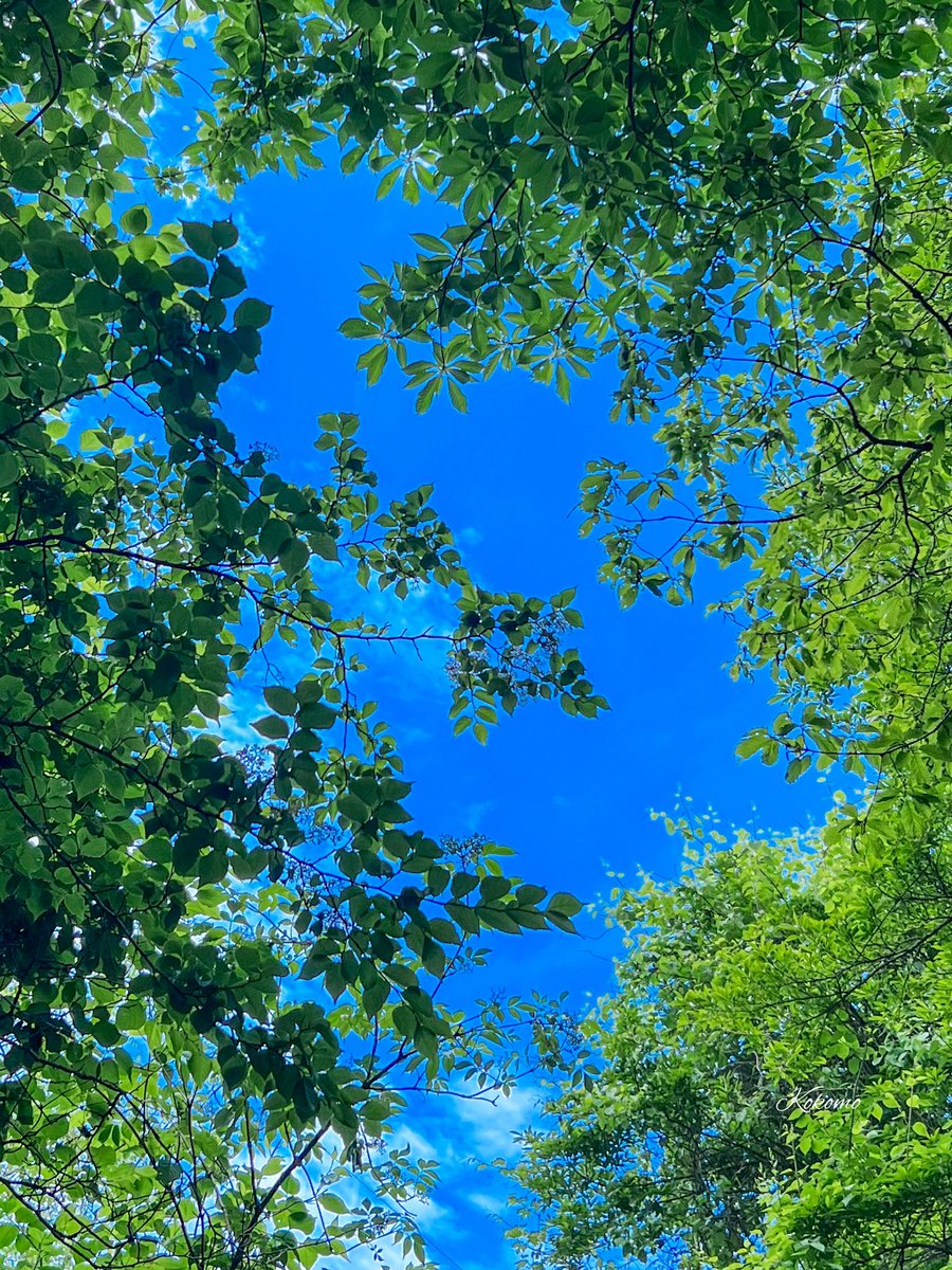 今週も沢山のいいね、RP、
リプ、フォロー
ありがとうございました💝

夕方から降り出した雨は
これから本降りになりそう
いよいよ梅雨入りかな

日曜日
お疲れさま

季節の変わり目
どうぞ優しい夜を
お過ごしください😊✨

#昨日見上げた空