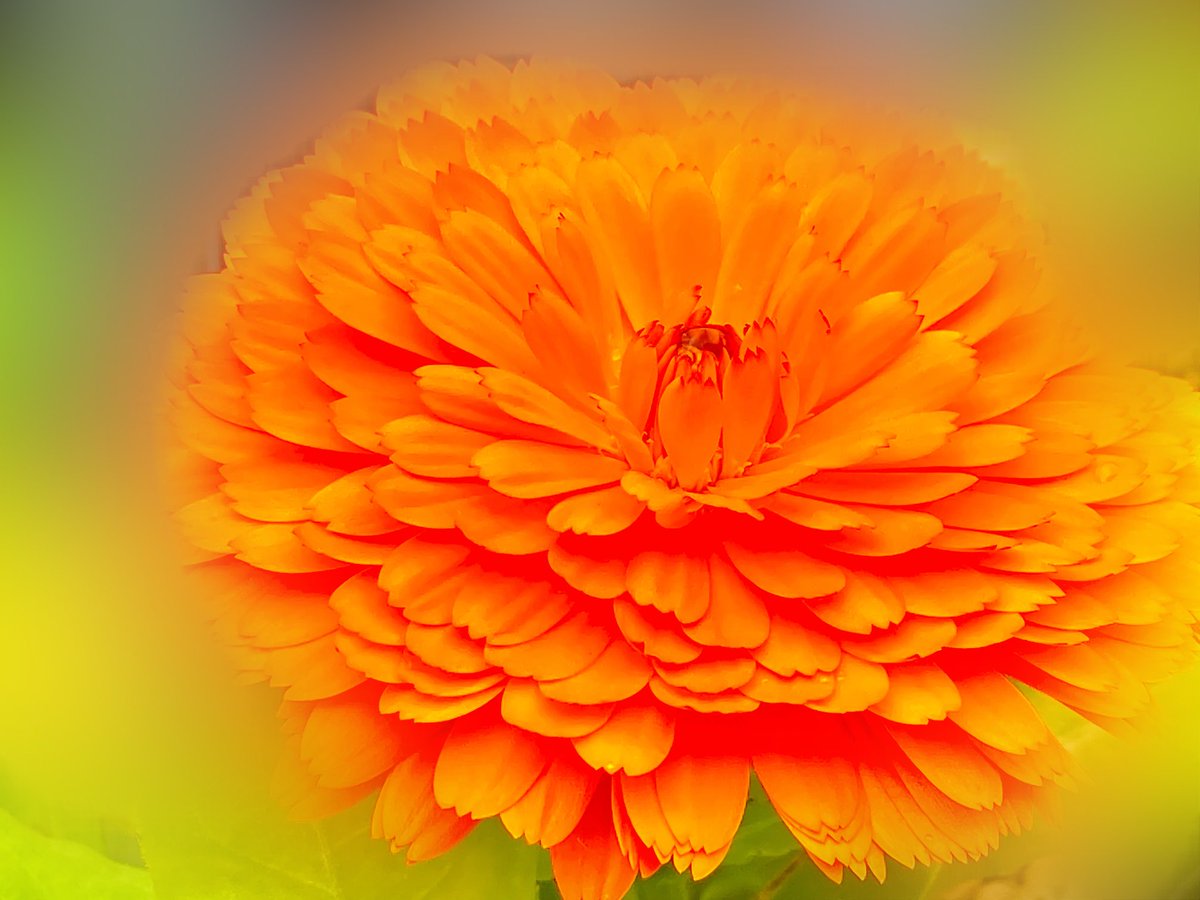 華やぎを待つ月と

　淑やかに華やぐ花と

明日が良き日でありますよう