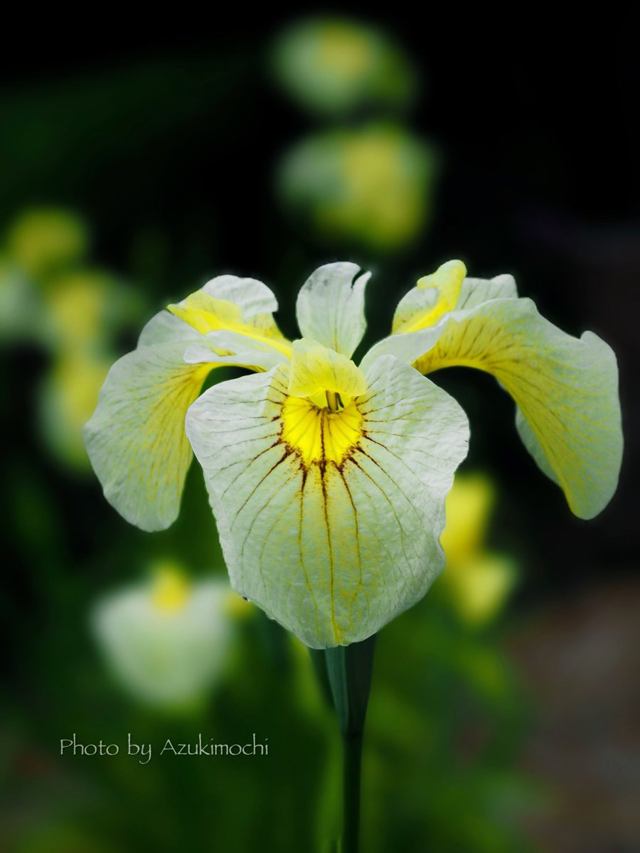 蛍のように輝く花菖蒲  浜名湖の光