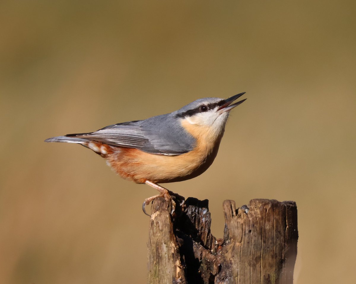 Janet Parker (@parkerjanet637) on Twitter photo #nuthatch #birds #birdphotography <a href="/WildlifeMag/">BBC Wildlife</a> <a href="/Britnatureguide/">The British Nature Guide</a> <a href="/RSPBbirders/">RSPB Birders</a> <a href="/Natures_Voice/">RSPB</a> #nature #nuthatch #birds #birdphotography <a href="/WildlifeMag/">BBC Wildlife</a> <a href="/Britnatureguide/">The British Nature Guide</a> <a href="/RSPBbirders/">RSPB Birders</a> <a href="/Natures_Voice/">RSPB</a> #nature