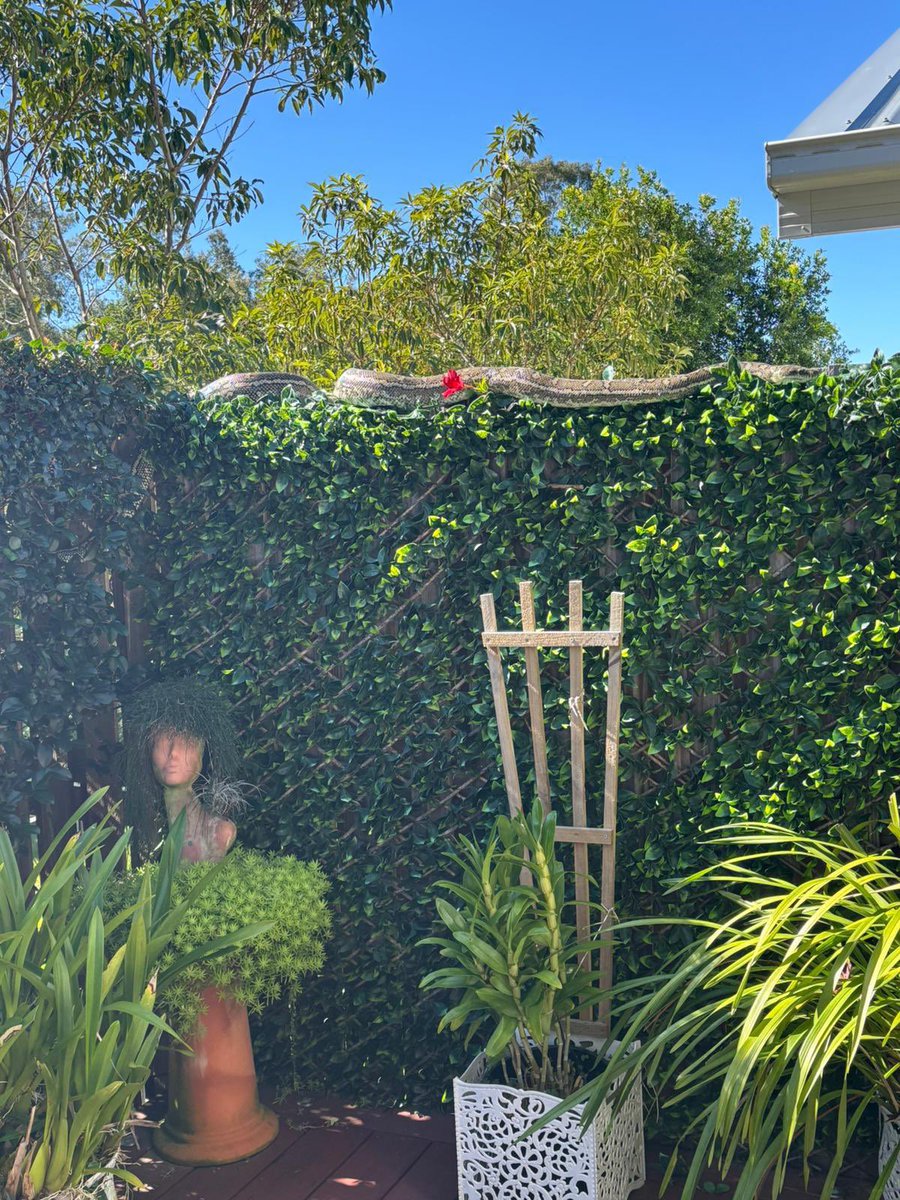 Nah, you’re ok cheers Australia. 😱 

Sent from my sister. The size of it just chilling in the garden. 😳