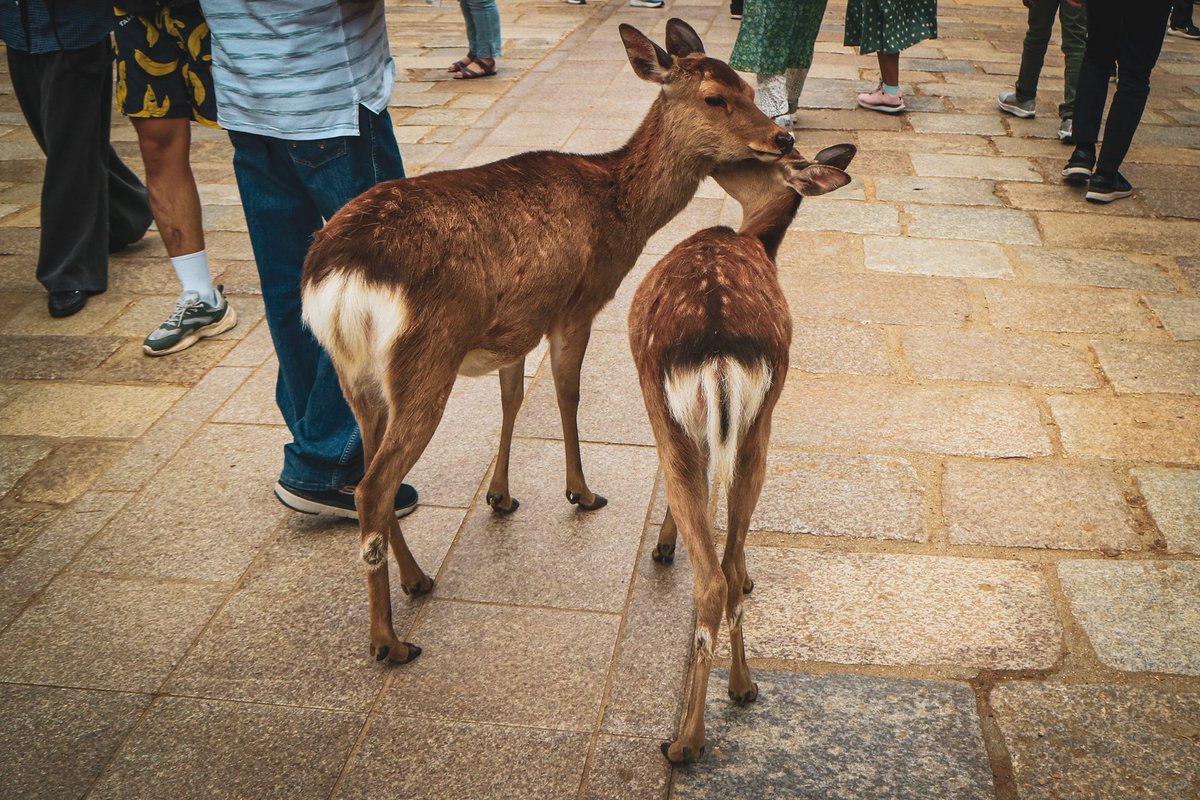 2025.05.16
#nara 
#奈良 
#photography