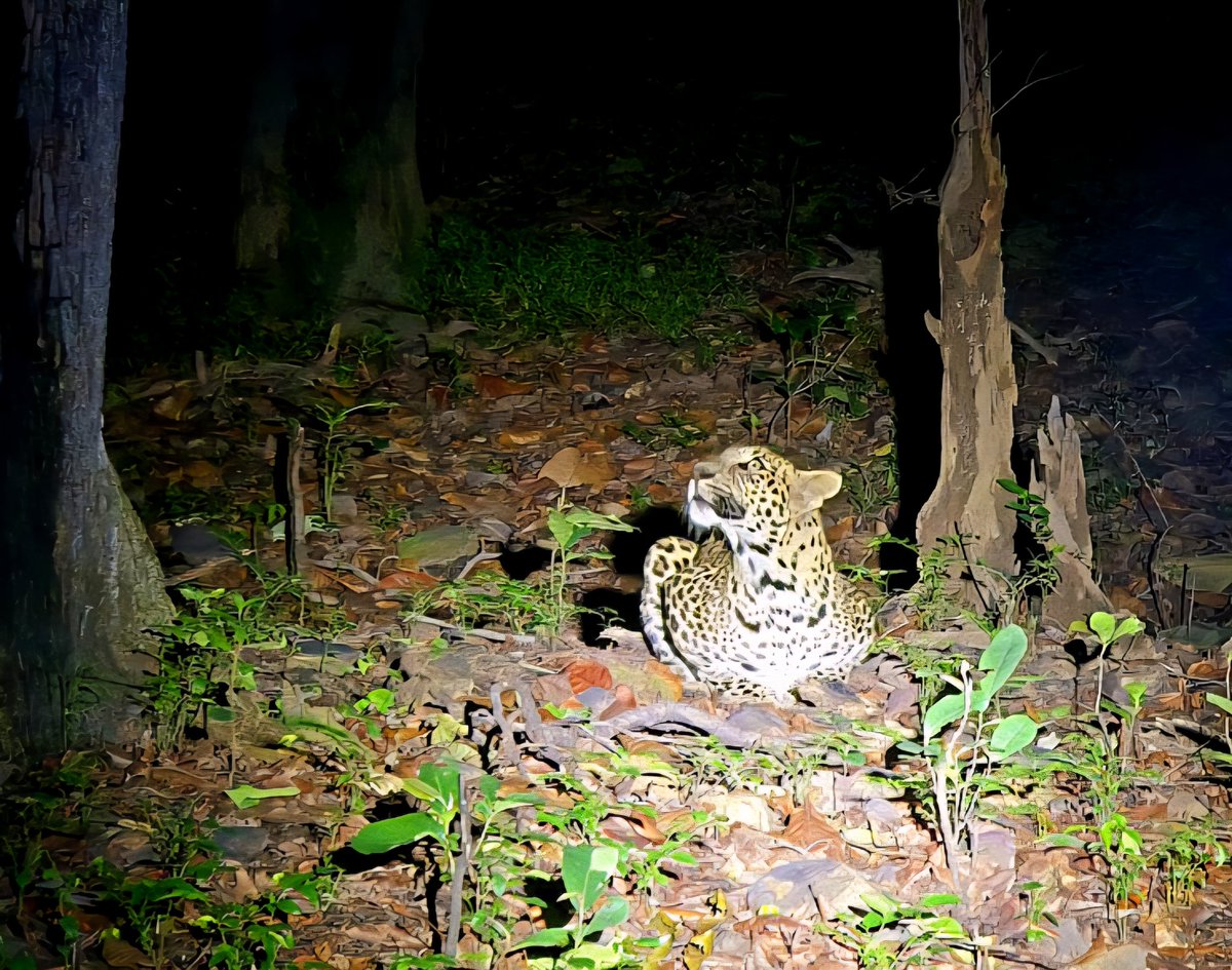 Anshu Pragyan Das (@anshupragyan) on Twitter photo Predation Posture 🍂 The crouching Leopard 🍁 <a href="/Debrigarh/">DebrigarhWildlifeSanctuary</a> #Sanctuary #Odisha Predation Posture 🍂 The crouching Leopard 🍁 <a href="/Debrigarh/">DebrigarhWildlifeSanctuary</a> #Sanctuary #Odisha