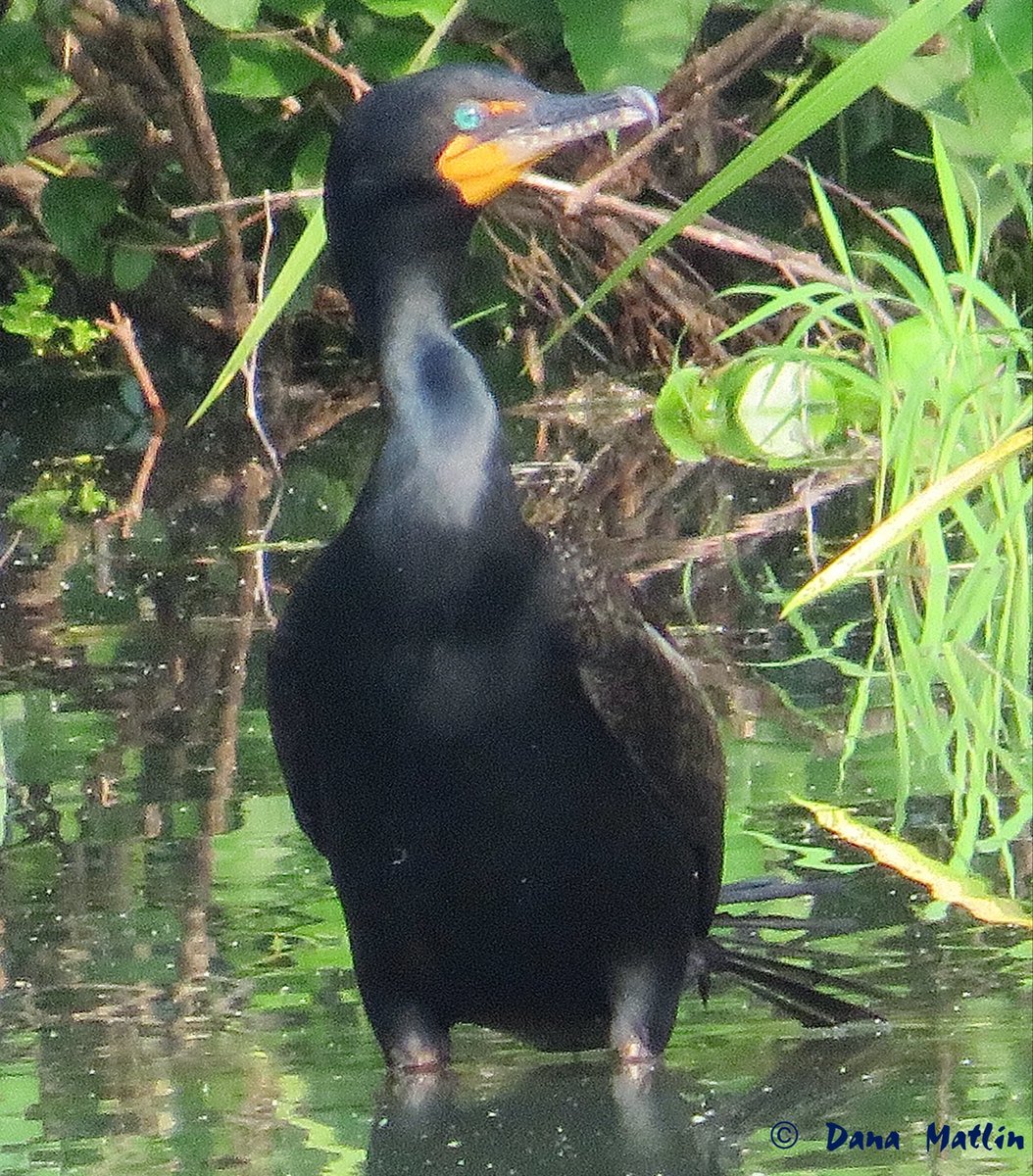 Double-crested Cormorant at Turtle Pond in Central Park. #birdcpp