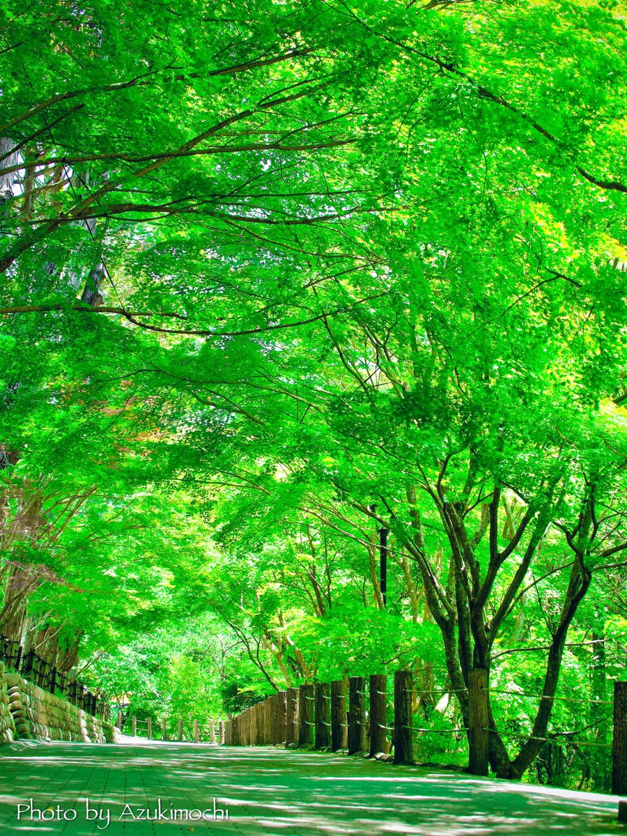 法多山にある緑のトンネルがとてもきれい