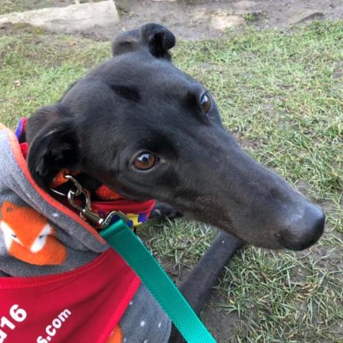 Tigger Club News Repawters:
Read Duke's latest repawt.
tigger.club/duk-rep
You can catch up on his previous repawts too.
#TiggerClubNews #Repawter
<a href="/DukeHound16/">Duke 💙</a>