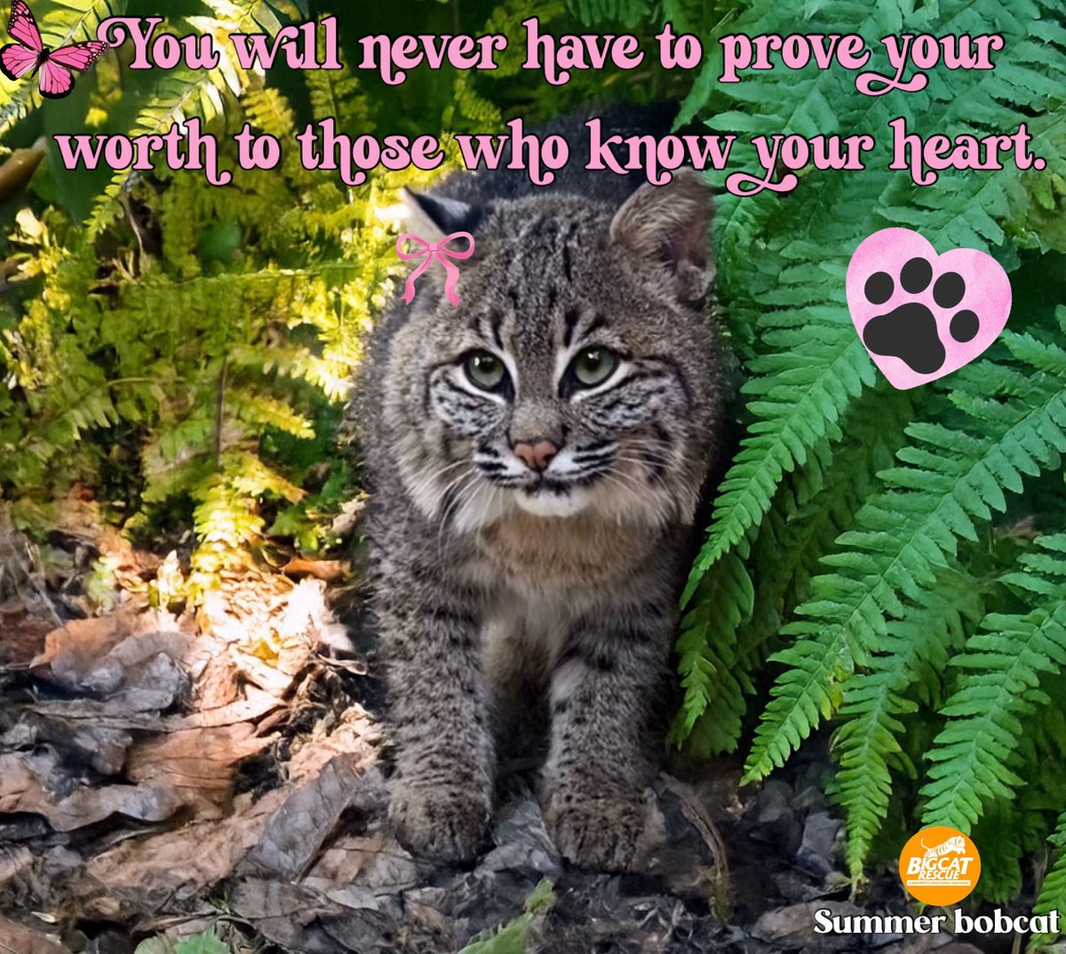 “You will never have to prove your worth to those who know your heart.” 🩷

#SummerBobcat #BigCatRescue #Bobcat #Cat #Sunday #Heart #Proof #Worth #Pink #Inspiring #Inspire #Inspiration #Inspirational #Quotes