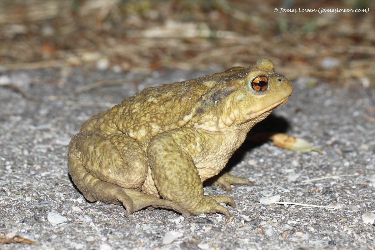 James Lowen (@jlowenwildlife) on Twitter photo NEW BLOG: Vercors. jameslowen.com/blog-6-jun-202⦠A photo-rich blog of some heady #WildlifeTravelling with <a href="/travel_wildlife/">Wildlife Travel</a> and <a href="/sarah_lambert7/">Sarah Lambert</a> in late May & early June. A superb, arguably under-the-radar part of France that the #travelwriter in me needs to write about! <a href="/TravWriters/">BGTW</a> NEW BLOG: Vercors. jameslowen.com/blog-6-jun-202⦠A photo-rich blog of some heady #WildlifeTravelling with <a href="/travel_wildlife/">Wildlife Travel</a> and <a href="/sarah_lambert7/">Sarah Lambert</a> in late May & early June. A superb, arguably under-the-radar part of France that the #travelwriter in me needs to write about! <a href="/TravWriters/">BGTW</a>