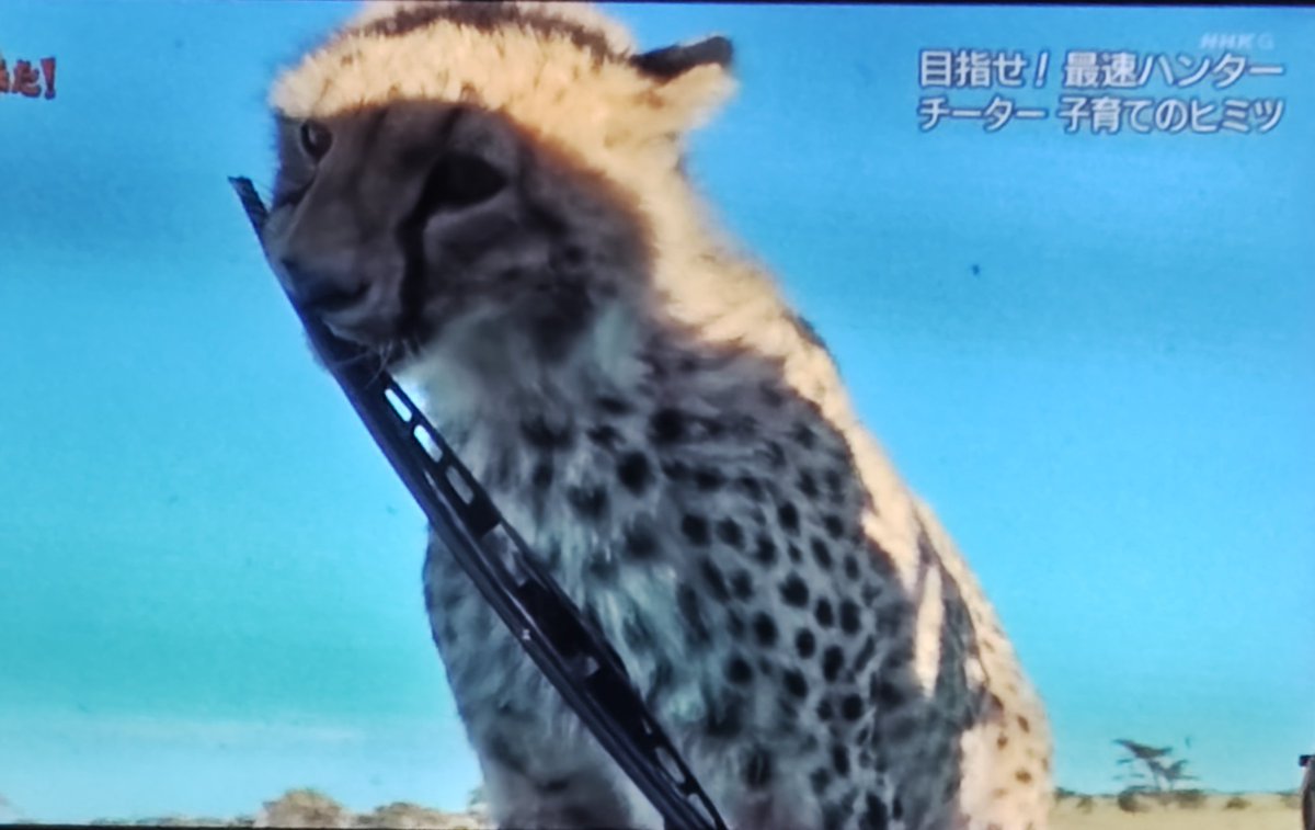 NHKダーウィンが来た!