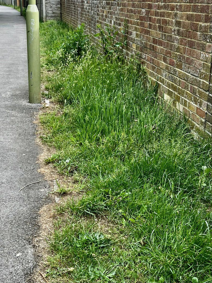 I’ve had a number of residents contact me to complain how neglected Lee-on-the-Solent is looking with the state of the grass verges. Following contact with Streetscene I am told that the grass is due to be cut this week, starting Monday 9th June 2025. Ref No. 25/09001/SGMGRL