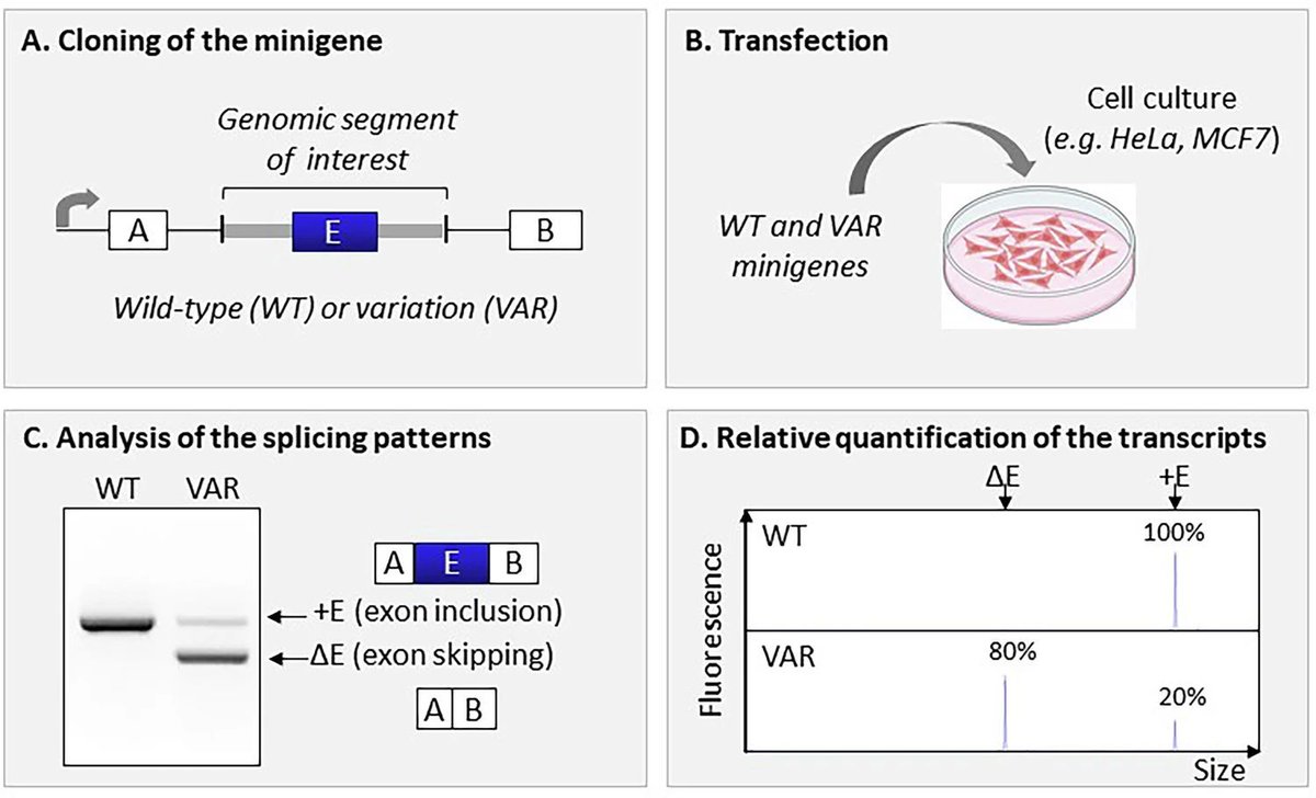 jsantoyo's tweet image. RNA-based diagnostic studies in genetics: Review and guidance from a multidisciplinary French network. #RNAbasedDiagnostics #Genomics #GeneticDiseases @ejhg_journal
nature.com/articles/s4143…