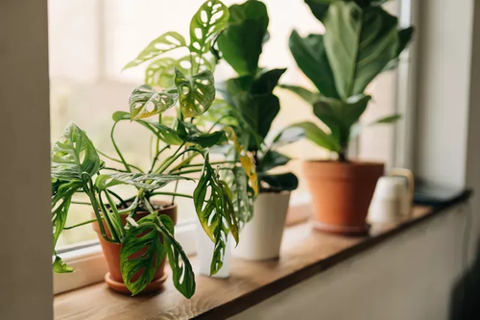 Properly spring cleaning your houseplants will keep them happier and healthier all year long. advisorstream.com/read/yes-you-s…