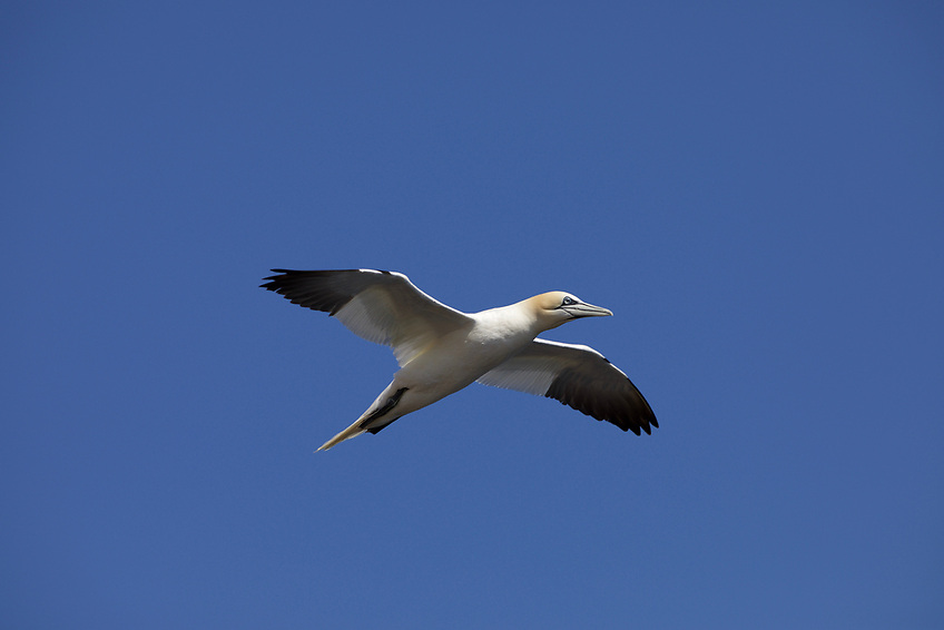 Irish Wildlife Trust Calls on Government to Use UN Oceans Conference To Announce MPA Legislation afloat.ie/marine-environ…