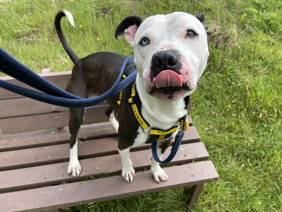 DogsTrust West Calder (Edinburgh) (@dt_westcalder) on Twitter photo The lovely Rocco has recently arrived in our care and is looking for a loving homeπ. He is a 3 year old Staffordshire terrier. Rocco is a really friendly boy who loves everyone he meets. He needs a family who will help him build his confidence and help him when making doggy The lovely Rocco has recently arrived in our care and is looking for a loving homeπ. He is a 3 year old Staffordshire terrier. Rocco is a really friendly boy who loves everyone he meets. He needs a family who will help him build his confidence and help him when making doggy