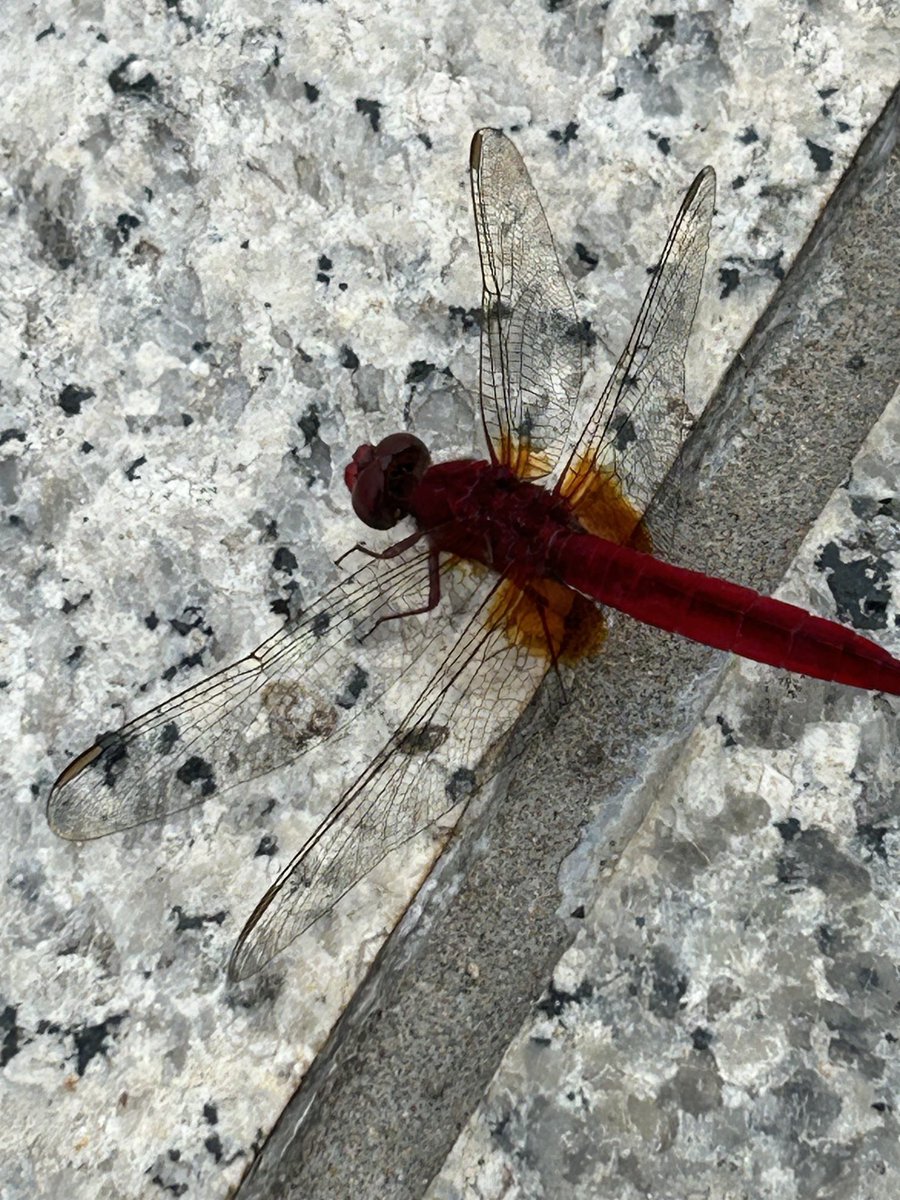 こんばんは🌃

不安定なお天気でした

今日もお疲れ様でした

昨日の続きで鶴見緑地のハス🪷とトンボ

この時期に赤いトンボを見るのは初めてかも

素敵な夜になりますように🌉✨

今日も観てくださって沢山のいいね❤️RP💕リプ🩵フォローありがとうございました🙏

皆さんの優しさに感謝します🥰💓