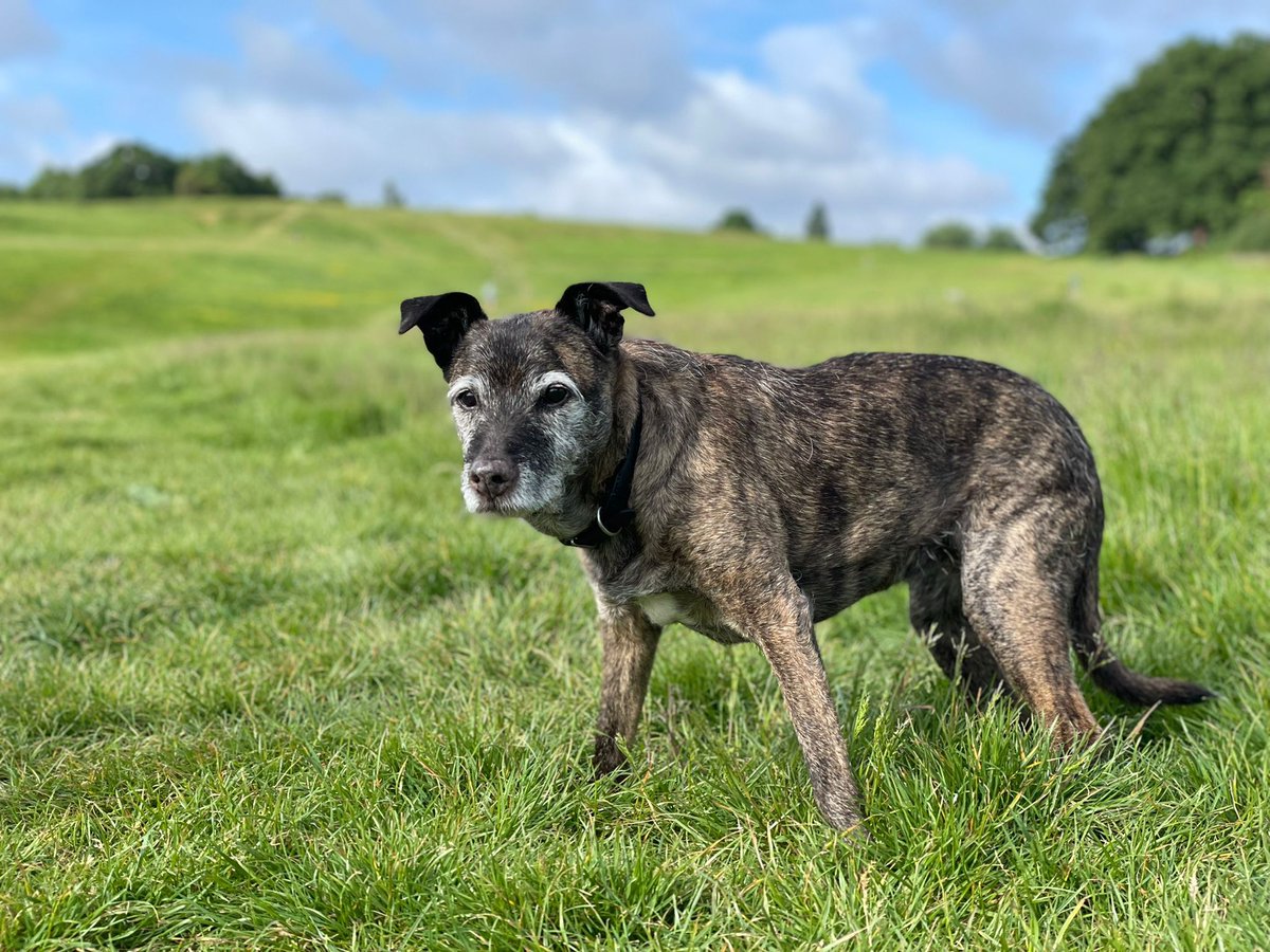 Lost dog 8/6/25; Highgate North Road / North Hill area. (07917 615530)