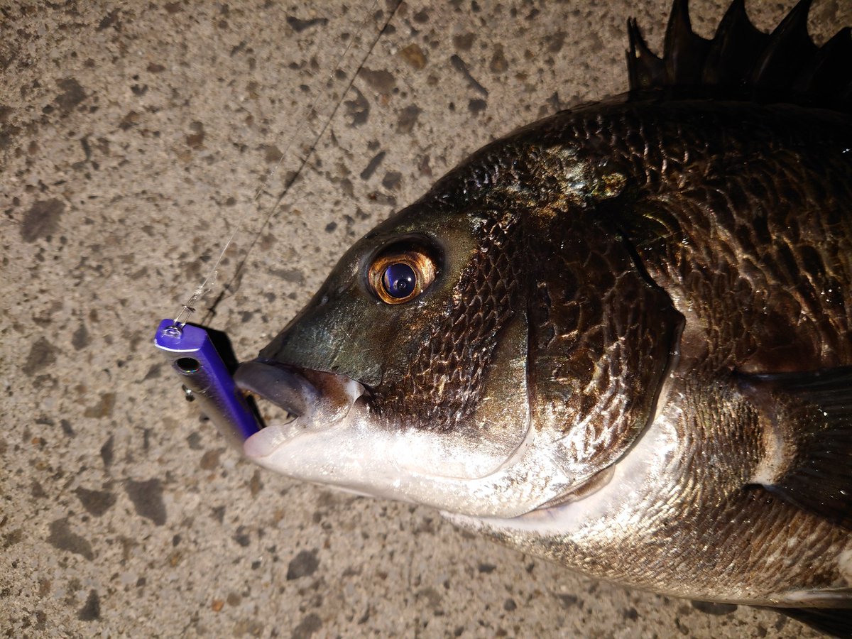 nfc_nishi's tweet image. ハードルアーで初黒鯛！
#バロール65
#ECLPSE