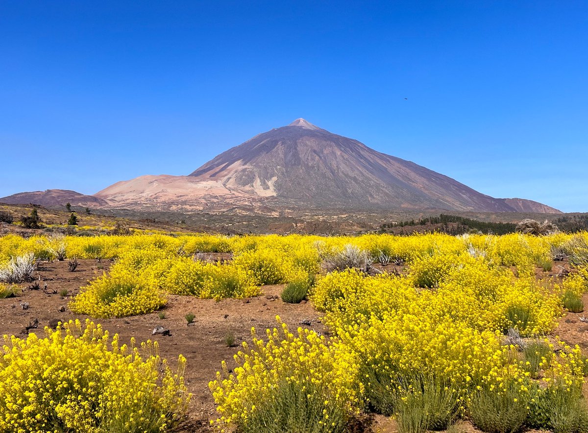 Hoy nos hemos dado un paseo por uno de los senderos del Parque Nacional del Teide y está todo precioso estos días.