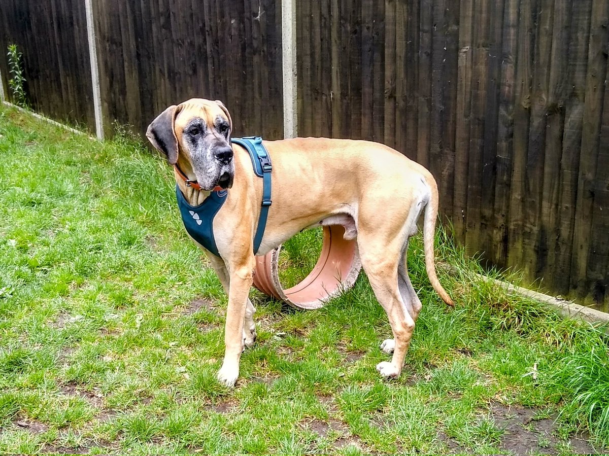 RSPCA_TheArk's tweet photo. Friendly gentle giant Hendrix has built up so much confidence since being in our care. He can become anxious when separated form his trusted pals so would need someone around him at all times, especially while he is settling in to his forever home.
https://t.co/QN5G9zpbtr https://t.co/hhAXP3vTkE
