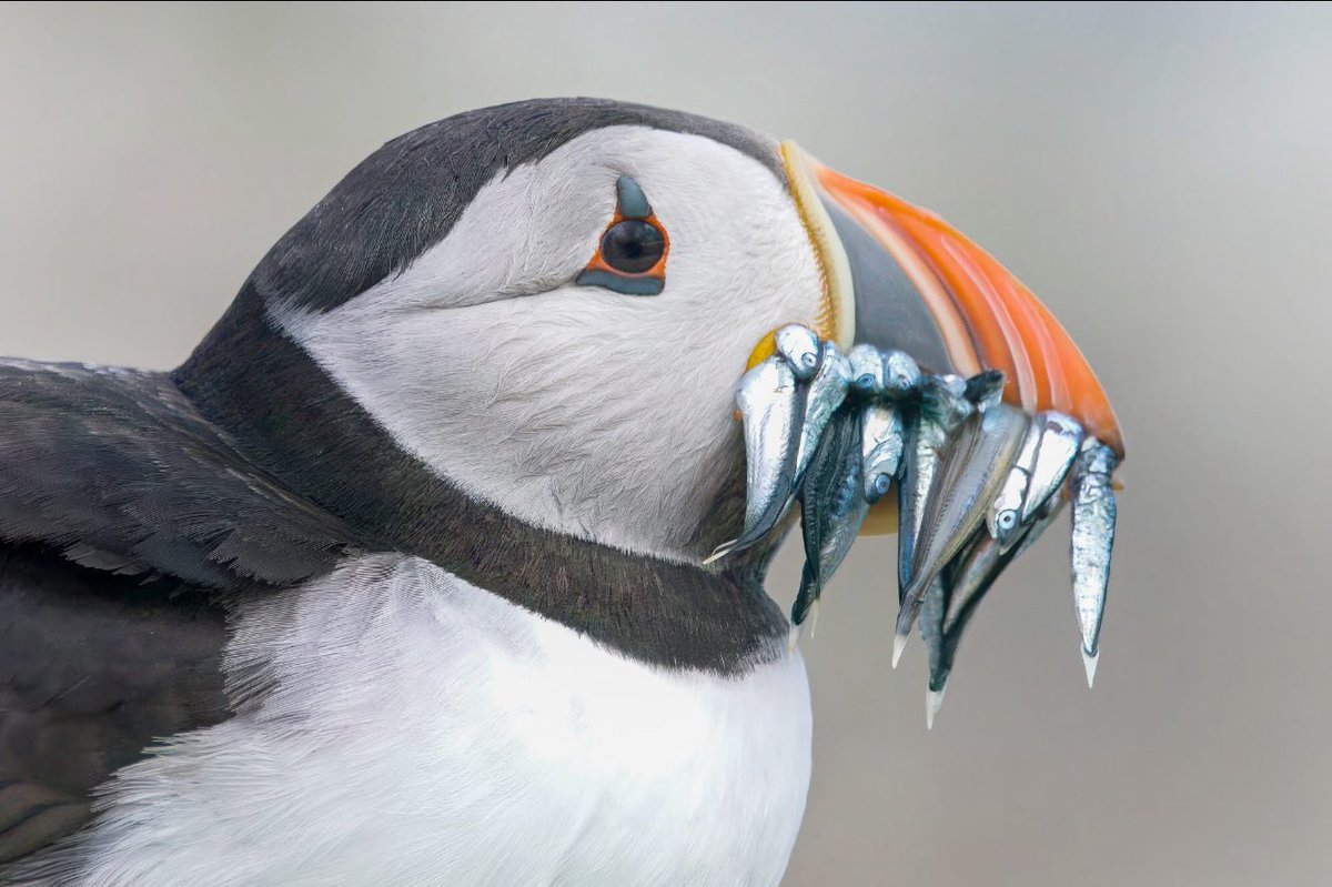 Gareth Bowes (@garbo69) on Twitter photo Puffin with Sand Eels. Inner Farne, Farne Islands. 06 June 2025. <a href="/FarneIslands1/">Farne Islands</a> <a href="/FarneTrips/">Farne Islands Boat Trips</a> <a href="/nationaltrust/">National Trust</a> <a href="/Natures_Voice/">RSPB</a> <a href="/WildlifeMag/">BBC Wildlife</a> <a href="/BBCSpringwatch/">BBC Springwatch</a> <a href="/discovernland/">Discover Northumberland</a> Puffin with Sand Eels. Inner Farne, Farne Islands. 06 June 2025. <a href="/FarneIslands1/">Farne Islands</a> <a href="/FarneTrips/">Farne Islands Boat Trips</a> <a href="/nationaltrust/">National Trust</a> <a href="/Natures_Voice/">RSPB</a> <a href="/WildlifeMag/">BBC Wildlife</a> <a href="/BBCSpringwatch/">BBC Springwatch</a> <a href="/discovernland/">Discover Northumberland</a>