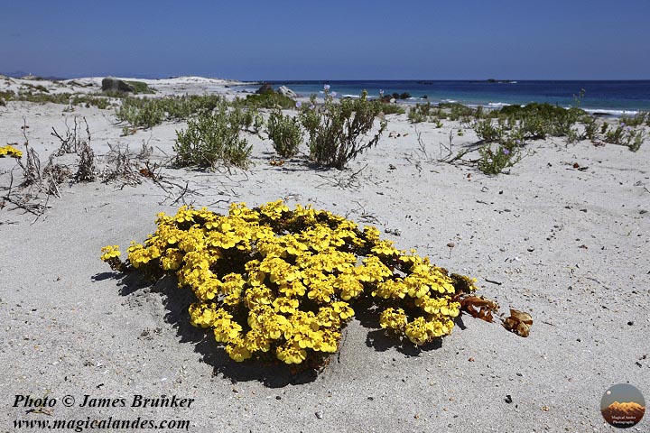jamesbrunker's tweet image. #Yellow flowers on the beach in the #Atacama Region of northern Chile for #SundayYellow, available as #prints and on gifts here: james-brunker.pixels.com/featured/coast…
#BuyIntoArt #beaches #landscape #flowers #flora #coastal #Pacific #nature #summer #SummerVibes