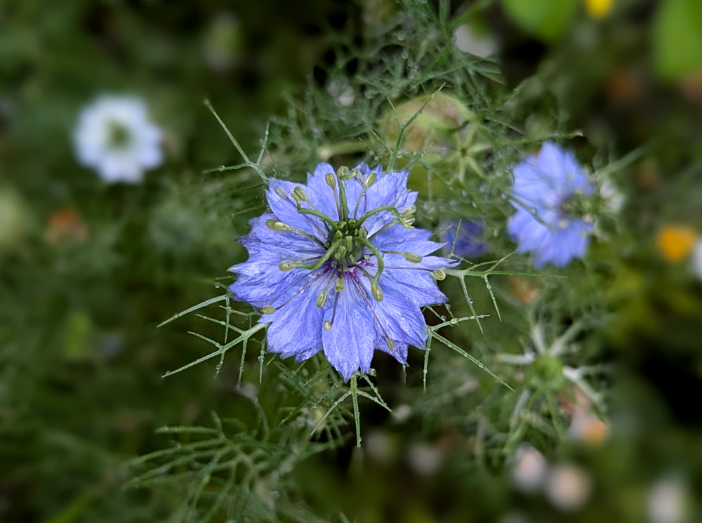 ニゲラは花も実も別の星の植物っぽさがある