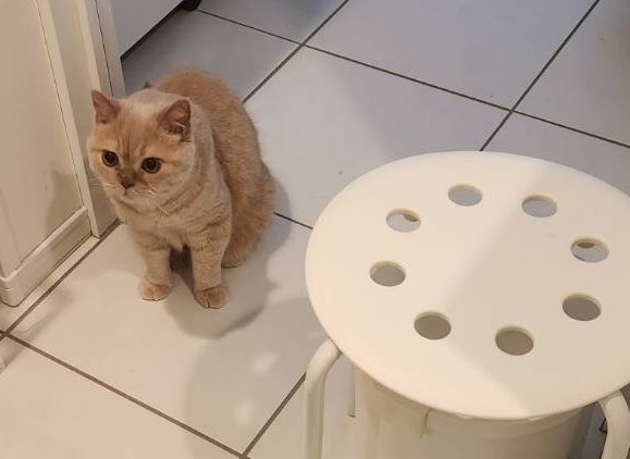 こんばんは🌆コチャです🐱ママのお風呂について行ったら、証拠写真を撮られました。パパは和歌山の山の中でP車がエンジンチェックマークがついてビビってます。一番近くのポルシェ・センター(PC)まで160kmもあるよ💣東京ってほんとに便利な場所だよね。160kmもあれば、PC10箇所くらいありそう。