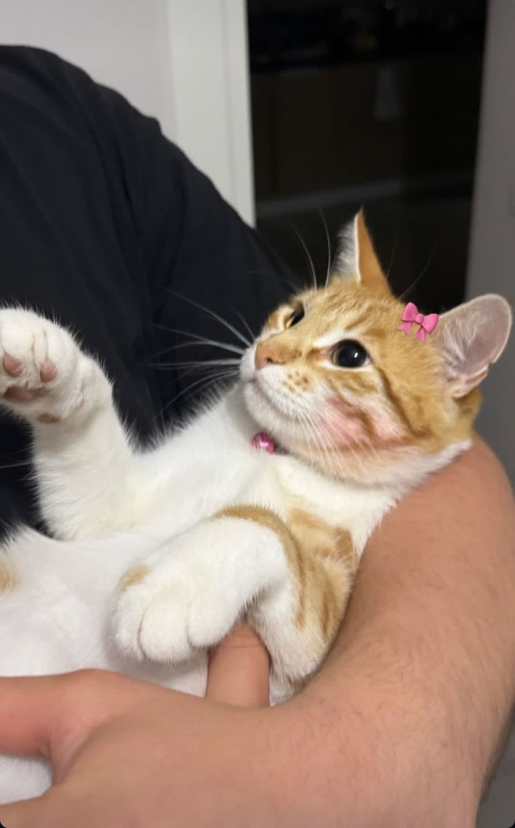 Such a sweet little lili🥹😺🤏
<a href="/nihlekopan/">nihlekopan</a> #nihlekopan