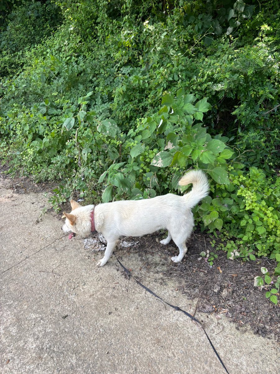 [🚨긴급 RT요청] 안락사를 앞두고 영이, 신하, 광이가 구조 완료 되었습니다. 트위터로 신하와 광이가 가까스로 보호소를 빠져나왔습나다. 이제 보호소는 더 이상 안락사를 미루기 힘듭니다. 급한 아이들을 홍보합니다. 옥당이는 여아/2살 미만/10kg 이하로 순하며 사람을 잘 따르는 아이예요.