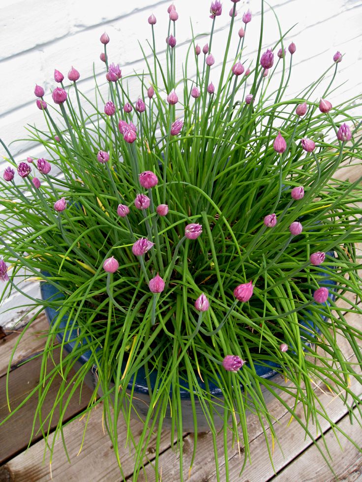 Scots Gaelic Challenge Day 3034 basail = basil, feuran/saidse = chives (allium schoenoprasum) #Gaelic #language #Gaidhlig