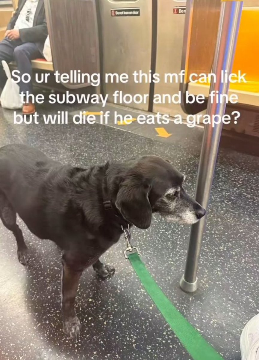 chaotic memes (@memechaotic) on Twitter photo 