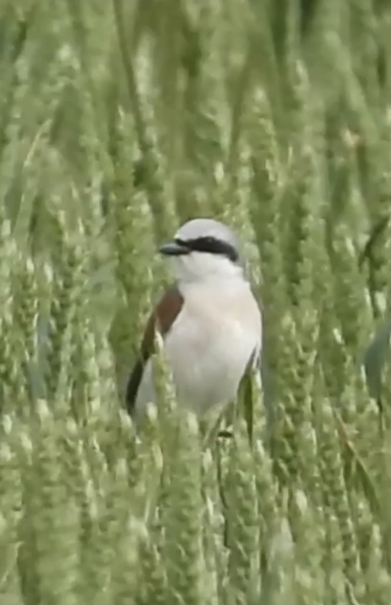 alanbodd's tweet image. Red-Backed Shrike showing well at the entrance to #RSPBFenDrayton, Cambs. this morning. @CambsBirdClub