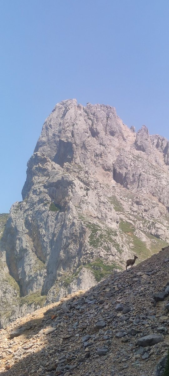 MotoresRepechin's tweet image. #Canaldelperro camino de #colladadelburro .... #picos @martamountain @lamontanaqueveo