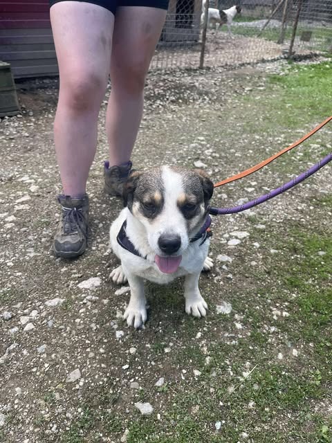 Cleo ❤️
Approx. 3.5 years old

Cleo is looking for an experienced, patient foster or forever home to give her time to settle her shyness ❤️
Once she trusts, she is so lovely ☺️
She can live with calm dogs.
A secure garden please as unsure of lead.

Apply: pawprints2freedom.co.uk/apply