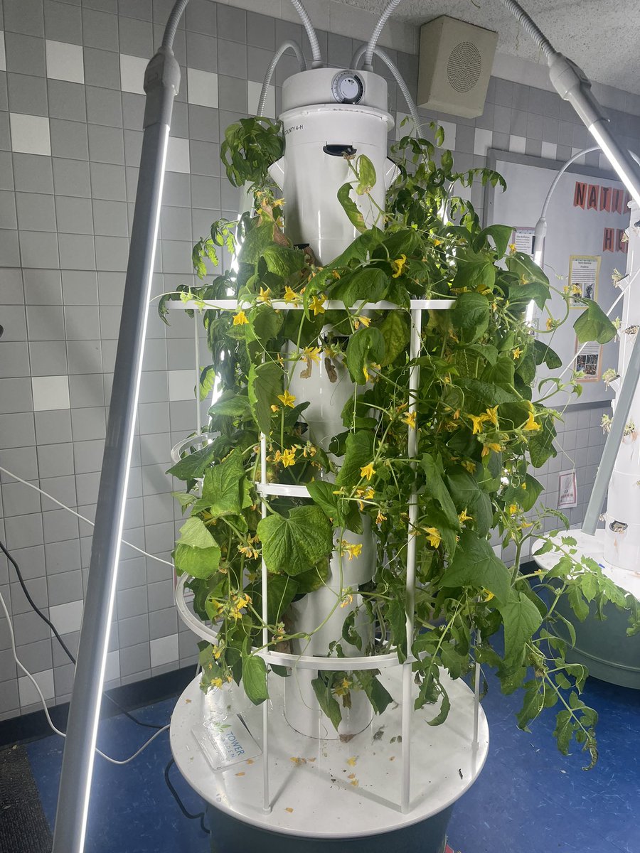 School’s out for summer, but <a href="/MSTMAGNET/">MST Magnet School</a> the garden is growing strong!