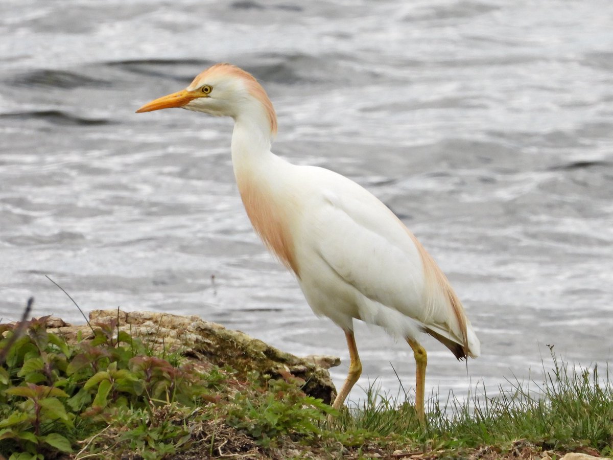 alanbodd's tweet image. Another from today at #RSPBFenDrayton, Cambs.
Seven Cattle Egret around Swavesey Lake area at mid-day.