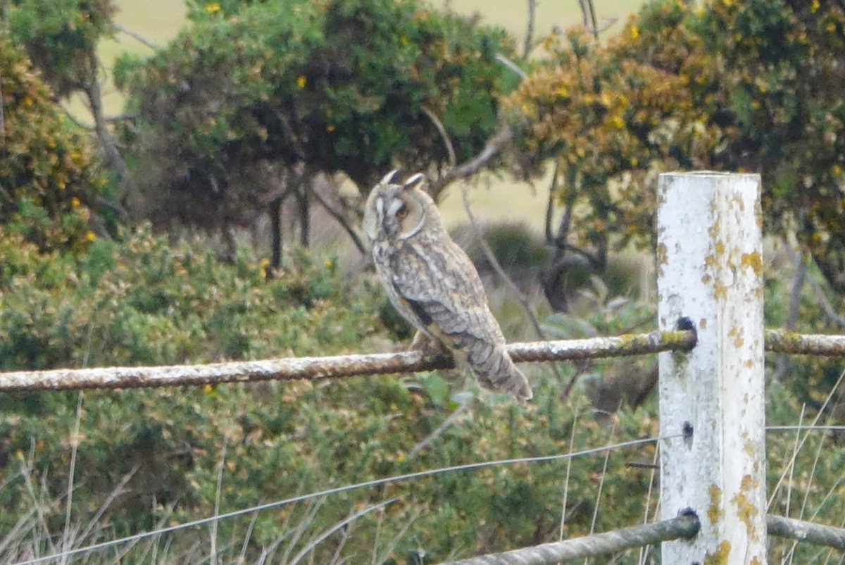 Beacon Point Birder. (@seabigginbirds) on Twitter photo Got to spend time with one of my favourite birds today. This Long- Eared Owl is the 1st I've seen on the patch for 4 years and it was a real privilege to watch it hunting. Definitely made the ( very) early start worthwhile - magic!! <a href="/NTBirdClub/">Northumberland & Tyneside Bird Club</a> Got to spend time with one of my favourite birds today. This Long- Eared Owl is the 1st I've seen on the patch for 4 years and it was a real privilege to watch it hunting. Definitely made the ( very) early start worthwhile - magic!! <a href="/NTBirdClub/">Northumberland & Tyneside Bird Club</a>