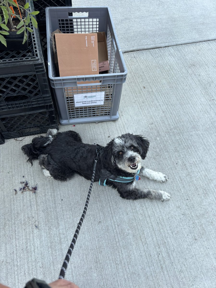 My Dog Pip enjoying a shady sidewalk ❤️