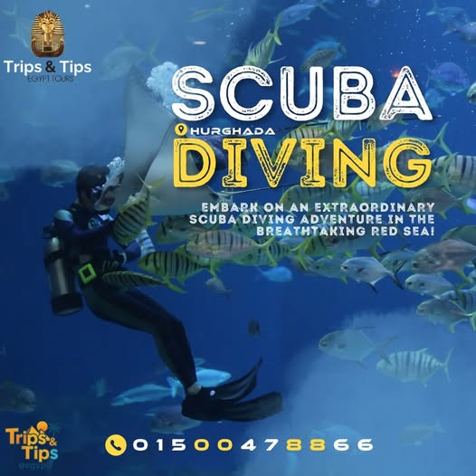 TRIPS_TIPS11's tweet photo. π€Ώ Dive into the magic of the Red Sea! ππ
Explore coral reefs, colorful fish & hidden treasures β perfect for all levels!
π Red Sea
π² 01500478866
π https://t.co/DtRhqIemDl
#ScubaDiving #RedSeaAdventure #UnderwaterMagic #DiveNow https://t.co/0qnqquXM3w