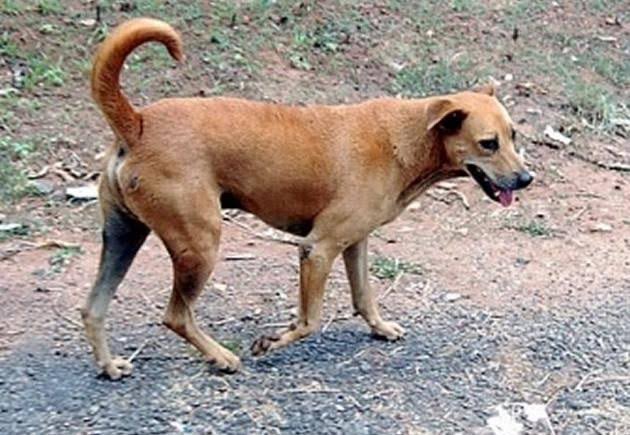 Someone said that this is the Toyota of dogs 🤣