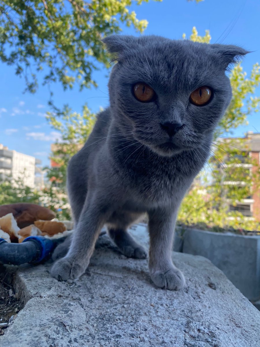 Çöpte umut arıyor..Acil Yuva Arıyorum maalesef sokağa atılmış 
İzmir 
#SokakHayvanlarıSahipsizDeğil 
#kedisahiplendirme