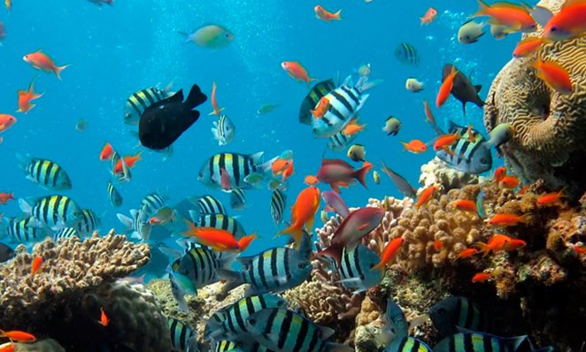 El Día Mundial de los Océanos recuerda a todos su importante papel en la vida cotidiana. Son los pulmones de nuestro planeta, una fuente importante de alimentos y medicinas y una parte fundamental de la biosfera. <a href="/MiAmbientePma/">Ministerio de Ambiente de Panamá</a>