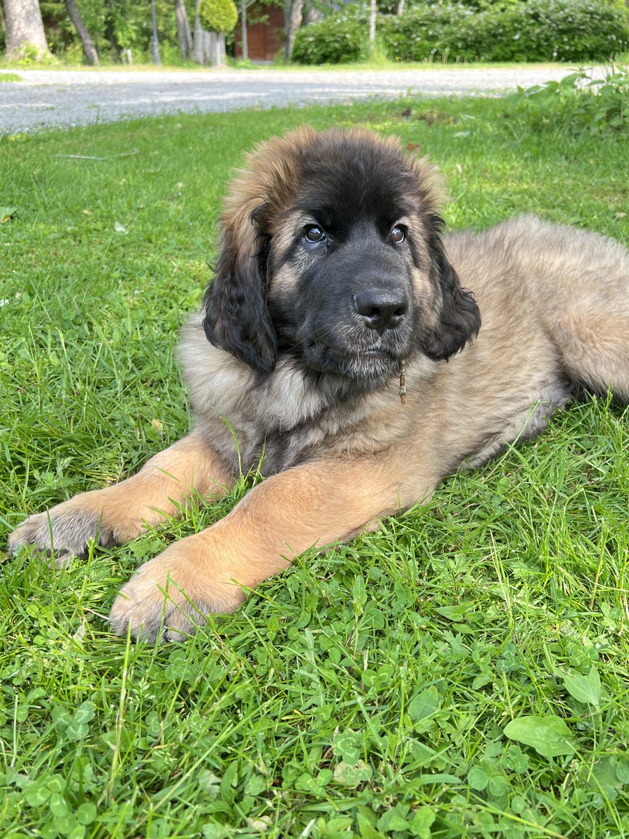 Tänään olin terapiassa ja terapeutista otin salaa kuvia 😍😍. 
Masi jo melkein 11 viikoa🥰. Painoa jo n 17-18kg. Puree kuin piraija 😅.