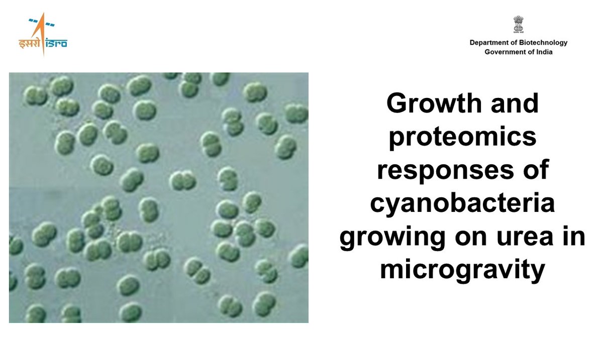 Department of Biotechnology (@dbtindia) on Twitter photo The Second experiment involves studying the effect of Growth and proteomics responses of cyanobacteria growing on urea in microgravity (for eventual C and N recycling). (<a href="/ICGEBNewDelhi/">ICGEB, New Delhi</a> , <a href="/DBTIndia/">Department of Biotechnology</a>, Government of India) <a href="/DrJitendraSingh/">Dr Jitendra Singh</a> <a href="/rajesh_gokhale/">Rajesh Gokhale</a> <a href="/isro/">ISRO</a> <a href="/NASA/">NASA</a> The Second experiment involves studying the effect of Growth and proteomics responses of cyanobacteria growing on urea in microgravity (for eventual C and N recycling). (<a href="/ICGEBNewDelhi/">ICGEB, New Delhi</a> , <a href="/DBTIndia/">Department of Biotechnology</a>, Government of India) <a href="/DrJitendraSingh/">Dr Jitendra Singh</a> <a href="/rajesh_gokhale/">Rajesh Gokhale</a> <a href="/isro/">ISRO</a> <a href="/NASA/">NASA</a>